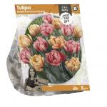 Baltus Tulipa Darwin Hybrid Orange Lion tulpen bloembollen per 5 stuks